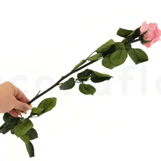 Konservierte Rose mit 50 cm Stiel Pastellrosa - Einzelne Geschenkbox (x20)