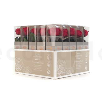 Rosas Inglesa preservadas con tallo 30 cm - Gift Box 25 unidades - Rojo