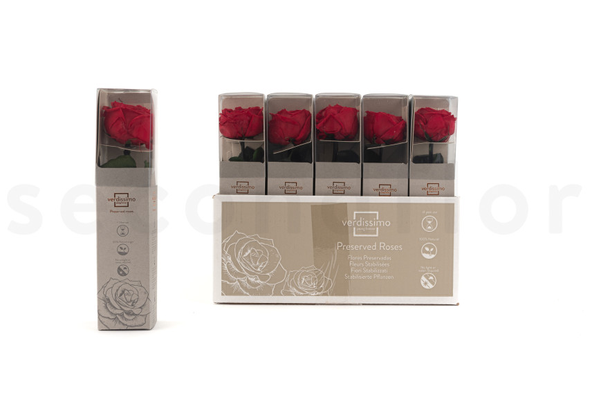 Englische rosen mit St&auml;ngel stabilisiert 30 cm - Gift Box 25 St&uuml;ck - Rot