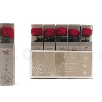 Rosas Inglesa preservadas con tallo 30 cm - Gift Box 25 unidades - Rojo