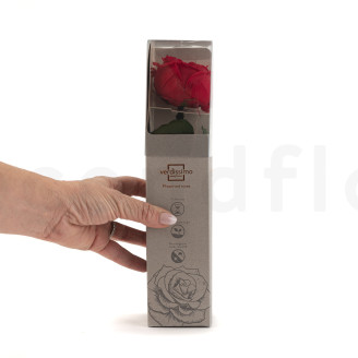 Rose Inglese su stelo stabilizzato 30 cm - Gift Box 25 unit&agrave; - Rosso