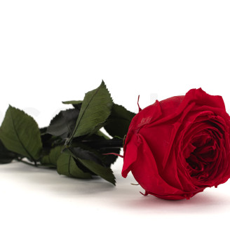 Roses anglaise sur tige stabilis&eacute;es 30cm - Gift Box 25 Unit&eacute;s - Rouge