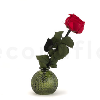 Englische rosen mit St&auml;ngel stabilisiert 30 cm - Gift Box 25 St&uuml;ck - Rot