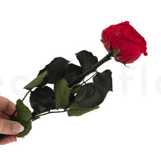 English roses on stem stabilized 30cm - Gift Box 25 Units - Red