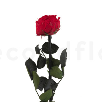 Rose Inglese su stelo stabilizzato 30 cm - Gift Box 25 unit&agrave; - Rosso