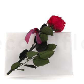 English roses on stem stabilized 30cm - Gift Box 25 Units - Red