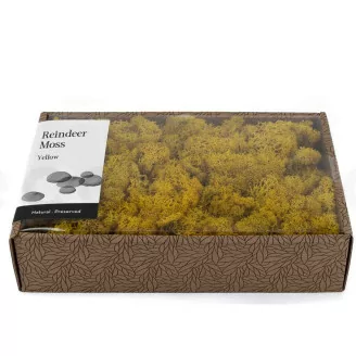 Lichene stabilizzato Giallo (Creabox M)