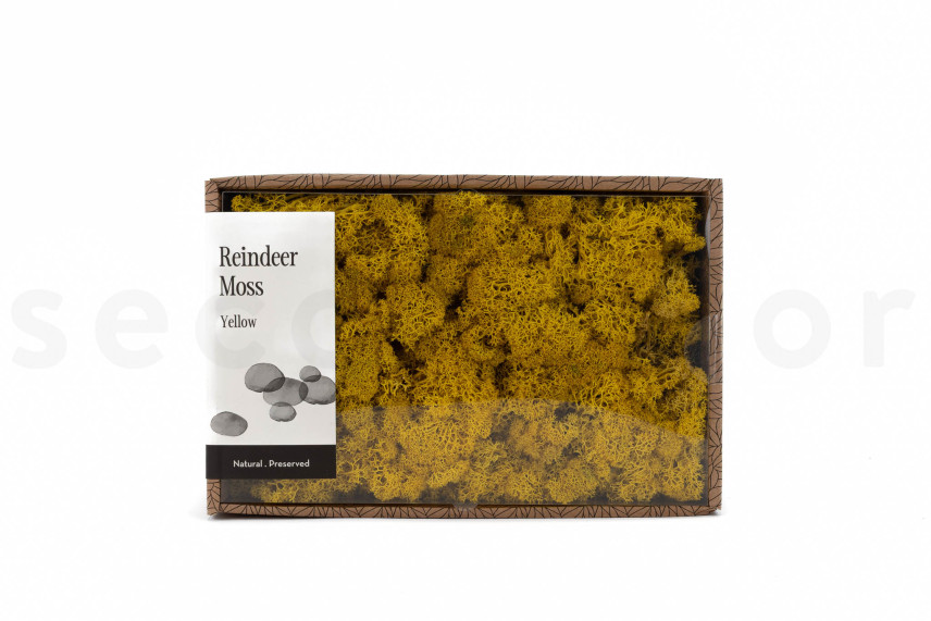 Lichen Stabilis&eacute; - Creabox M - Jaune