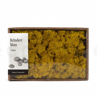 Lichene preservato - Creabox M - Giallo