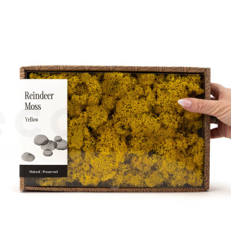Lichen Stabilis&eacute; - Creabox M - Jaune