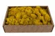 Liquen preservado Amarillo (Creabox M) 5