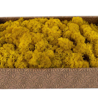 Lichen Stabilis&eacute; - Creabox M - Jaune