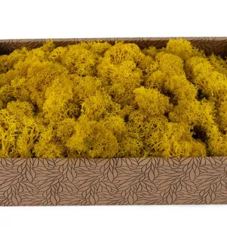 Lichen stabilis&eacute; Jaune (Creabox M)