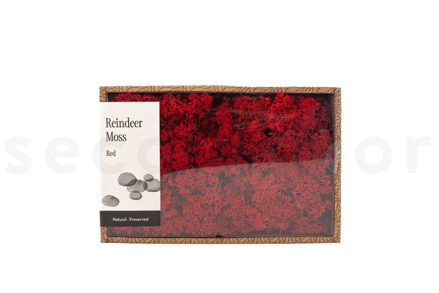 Preserved Reindeer Moss - Creabox M - Red