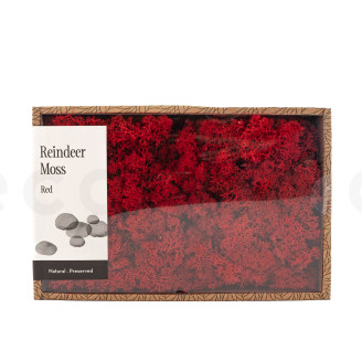 Lichene preservato - Creabox M - Rosso