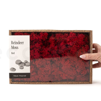 Preserved Reindeer Moss - Creabox M - Red