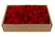 Konserviertes Islandmoos Rot (Creabox M) 5