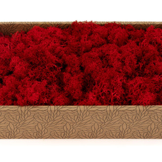 Lichene preservato - Creabox M - Rosso