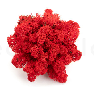 Liquen preservado - Creabox M - Rojo