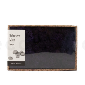 Lichene preservato - Creabox M - Viola