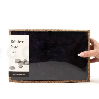 Lichene stabilizzato Viola (Creabox M)