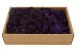 Lichene stabilizzato Viola (Creabox M) 5