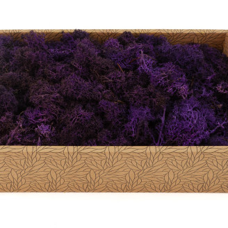 Lichene preservato - Creabox M - Viola