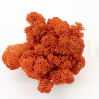 Preserved Reindeer Moss - Creabox M - Orange