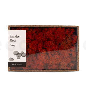 Lichene preservato - Creabox M - Arancione
