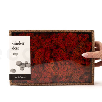 Preserved Reindeer Moss - Creabox M - Orange