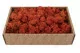 Preserved Reindeer Moss Orange (Creabox M) 5