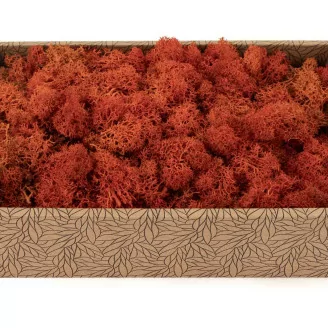 Lichen stabilis&eacute; Orange (Creabox M)