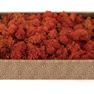 Lichene preservato - Creabox M - Arancione