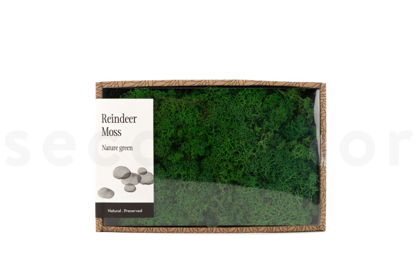 Preserved Reindeer Moss - Creabox M - Nature Green