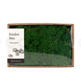 Lichene preservato - Creabox M - Nature Green