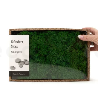 Lichen stabilis&eacute; Nature Green (Creabox M)
