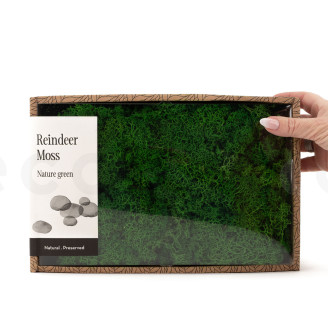 Lichene preservato - Creabox M - Nature Green
