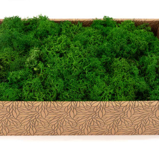 Preserved Reindeer Moss - Creabox M - Nature Green