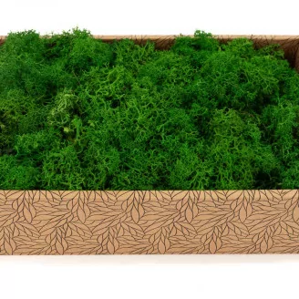 Preserved Reindeer Moss Nature Green (Creabox M)