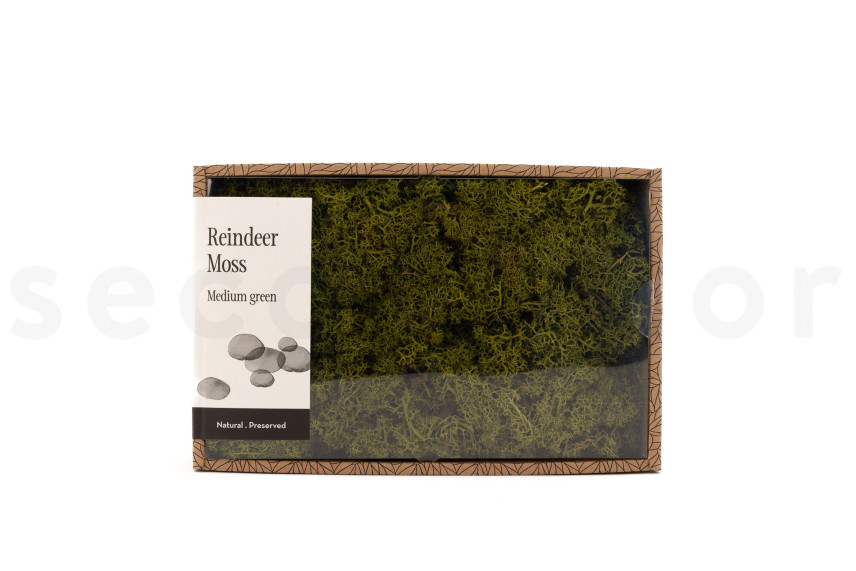 Lichene stabilizzato - Creabox M - Medium Green