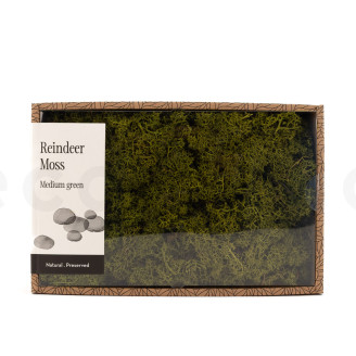 Liquen preservado - Creabox M - Medium Green