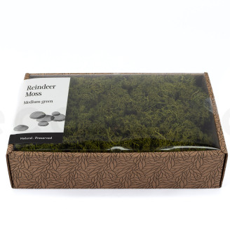 Lichene stabilizzato - Creabox M - Medium Green