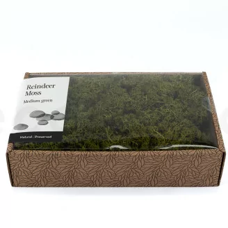 Lichene stabilizzato Medium Green (Creabox M)