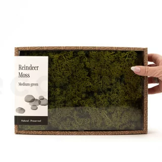 Lichen stabilis&eacute; Medium Green (Creabox M)