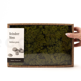 Liquen preservado - Creabox M - Medium Green