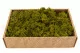Lichen stabilis&eacute; Medium Green (Creabox M) 5
