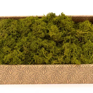 Lichen stabilis&eacute; Medium Green (Creabox M)