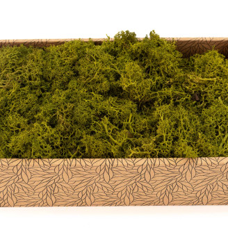 Lichene preservato - Creabox M - Medium Green
