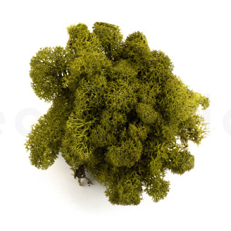 Preserved Reindeer Moss - Creabox M - Medium Green