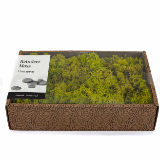 Lichene preservato - Creabox M - Lime Green